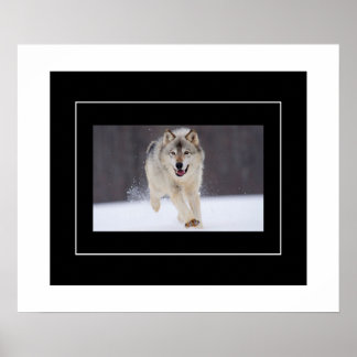 Poster-Howling Wolf Poster