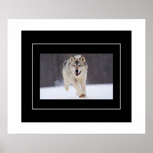 Poster-Howling Wolf Poster (Front)