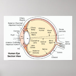 Poster Human Eye Ball Anatomical Diagram