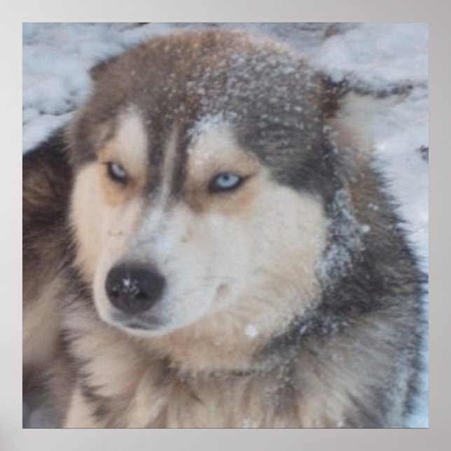 Poster Husky (Front)