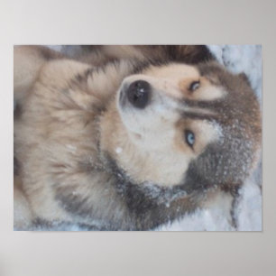 Poster Husky