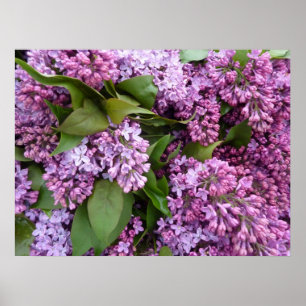 POSTER - Lilacs in Spring- France