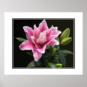 Poster-Lily Flower Poster
