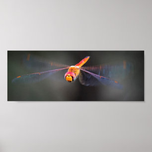 Poster Macro Dragonfly in flight