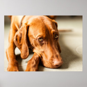Poster Magyar Vizsla different sizes!!