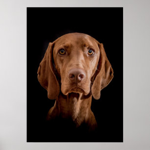 Poster Magyar Vizsla different sizes!!