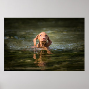 Poster Magyar Vizsla Puppy different sizes!!