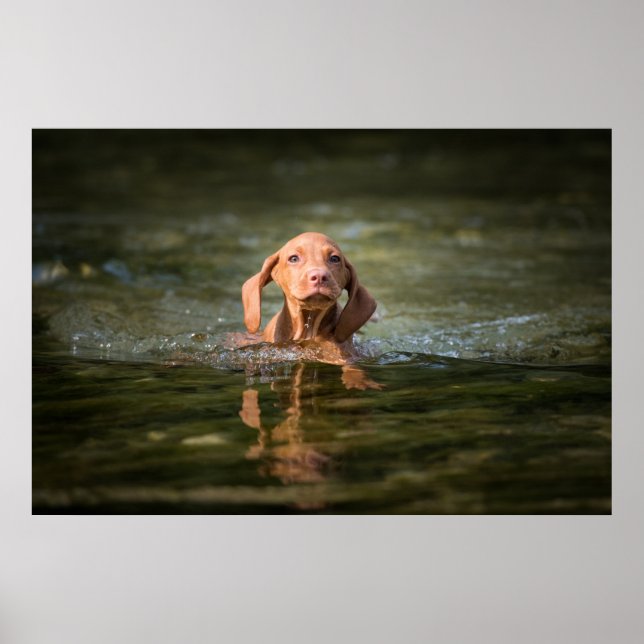 Poster Magyar Vizsla Puppy verschiedene Größen!! (Front)