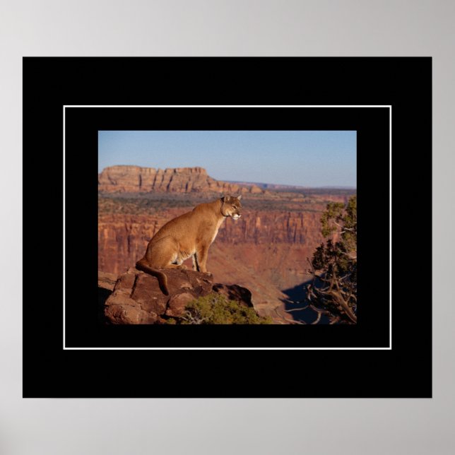 Poster-Mountain Lion Poster (Front)