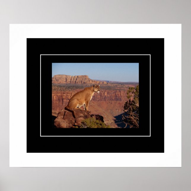 Poster-Mountain Lion Poster (Front)
