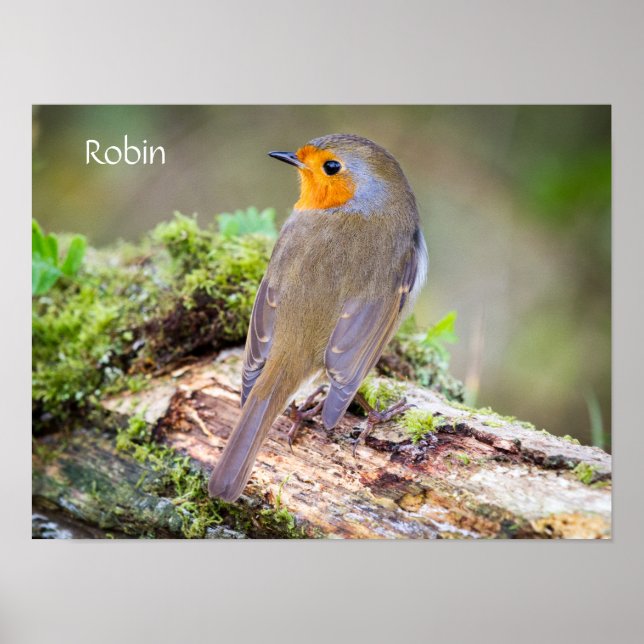 Poster of European Robin on log (Front)