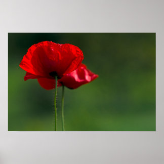 Poster Of Poppies - Floral Nature Photography