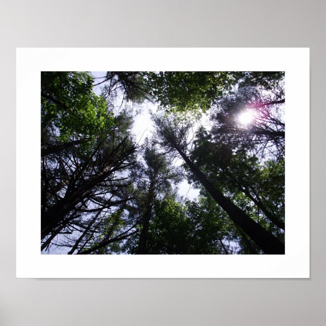 Poster of trees in a forest. (Front)