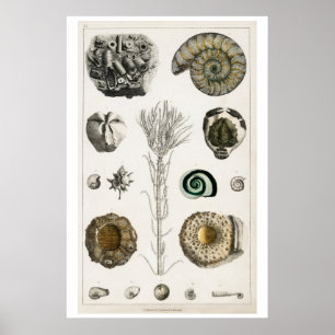 POSTER OF VINTAGE "FOSSILS" BY OLIVER GOLDSMITH