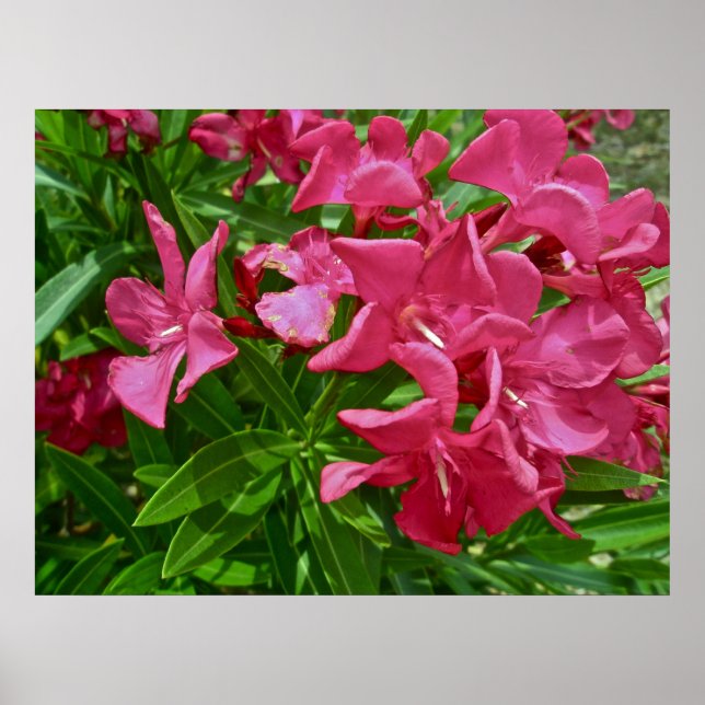 Poster Oleander (Nerium oleander) Blossoms (Front)
