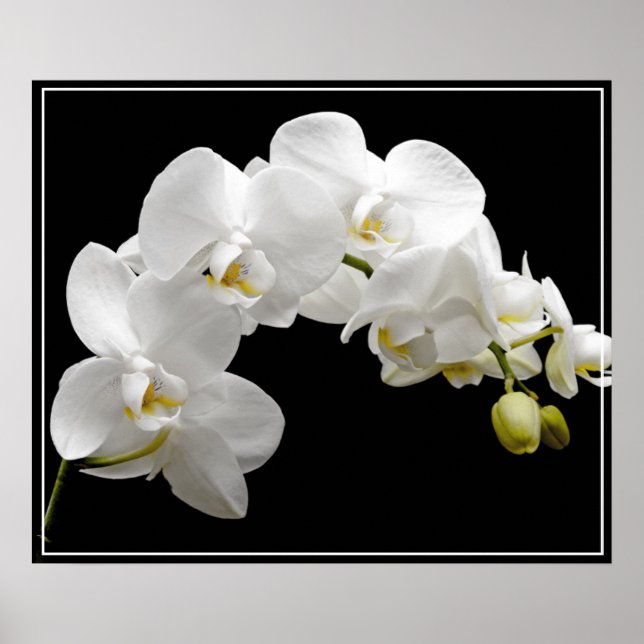Poster-Orchid Flowers Poster (Front)