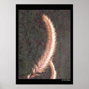 Poster - Ornamental Grass Seedhead