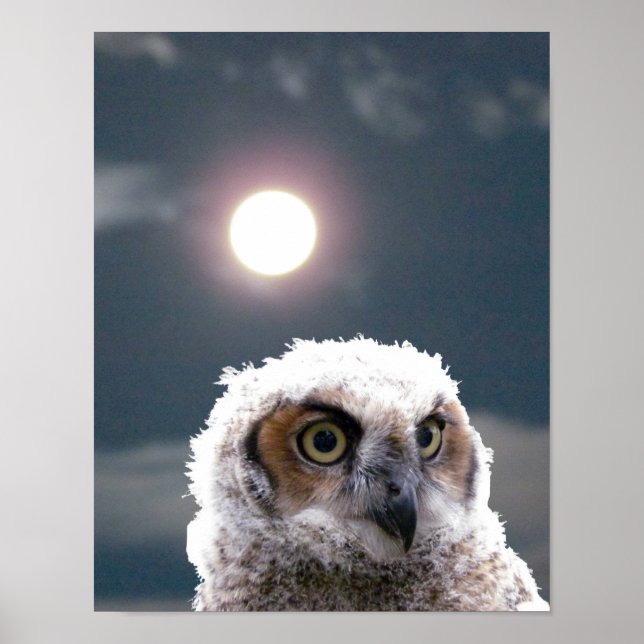 Poster - Owlet in Moonlight (Front)