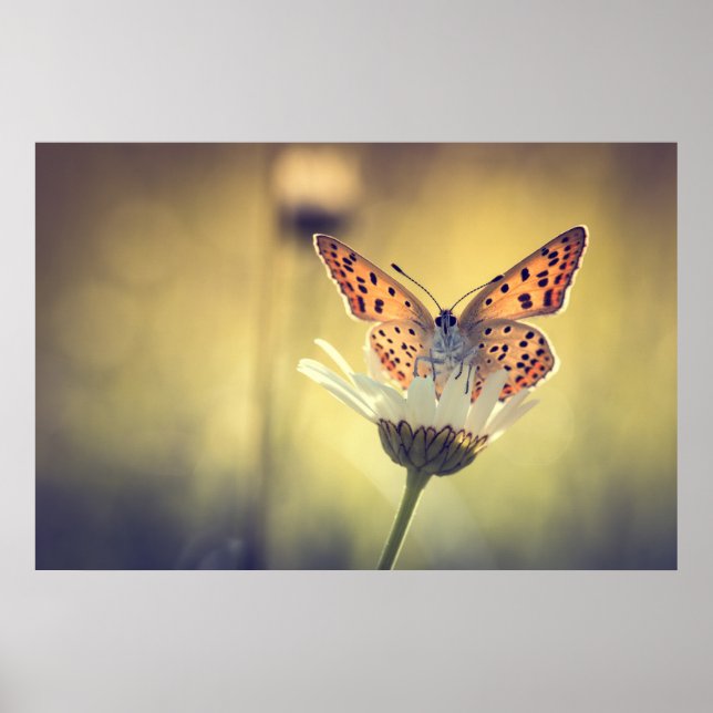 Poster papillon Argus (Front)