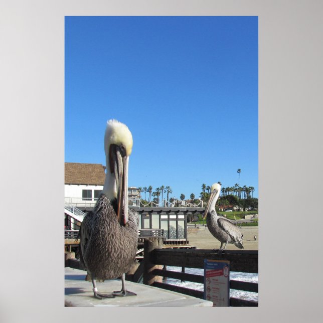 Poster - Pelicans on the pier (Front)