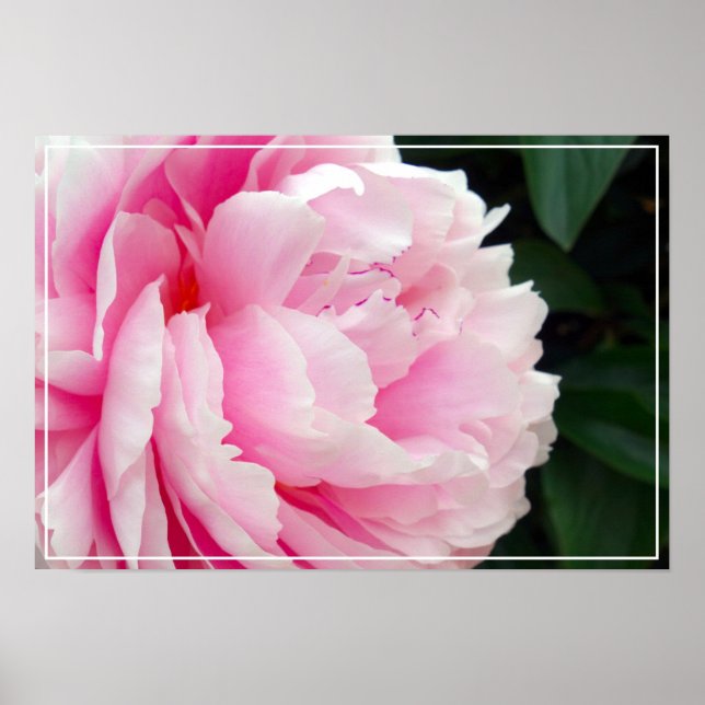Poster-Peony Flower Poster (Front)