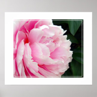 Poster-Peony Flower Poster
