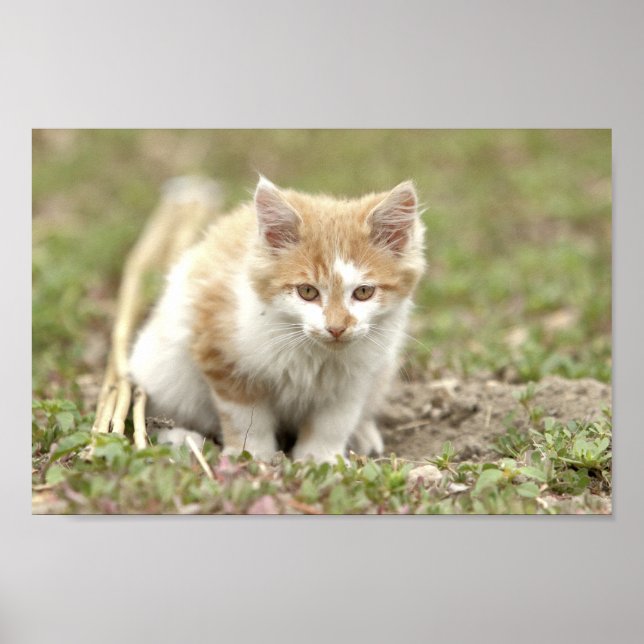 Poster Photo cat pet , animals. (Front)