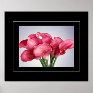 Poster-Pink Calla Lilies Poster
