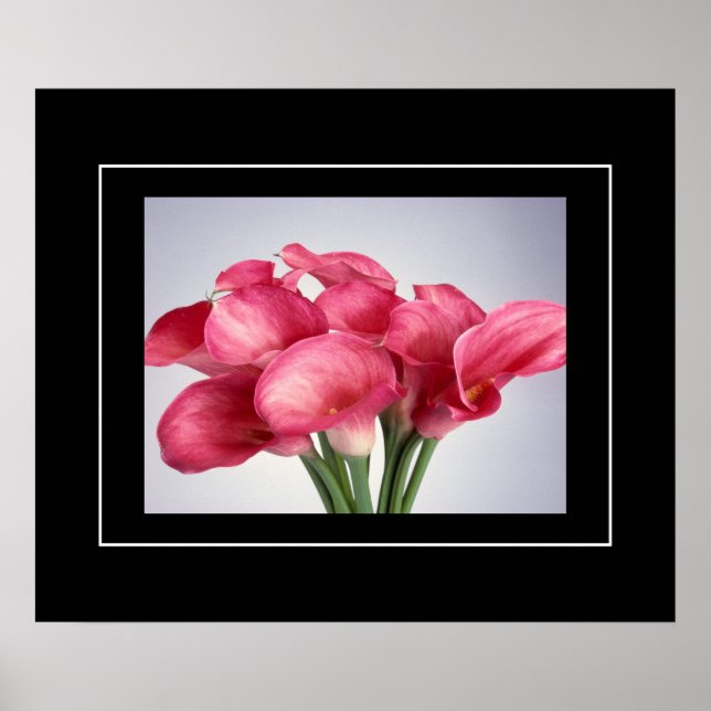 Poster-Pink Calla Lilies Poster (Front)