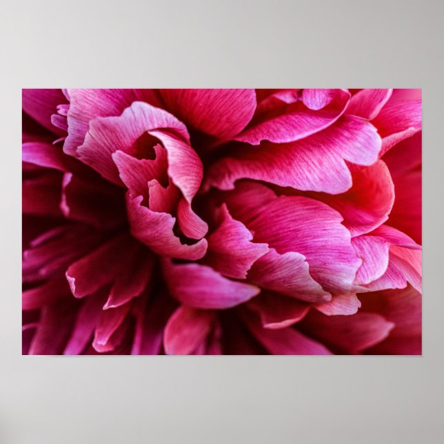 Poster Pink Peony Petals (Front)