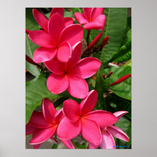 poster - pink plumerias