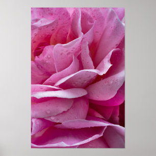 Poster Pink Rose Petals And Dew Drops