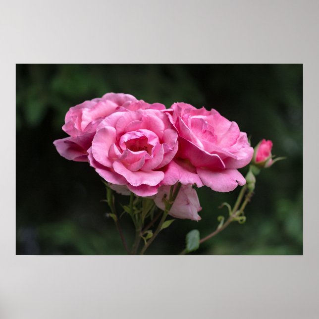 Poster Pink Roses Photography (Front)