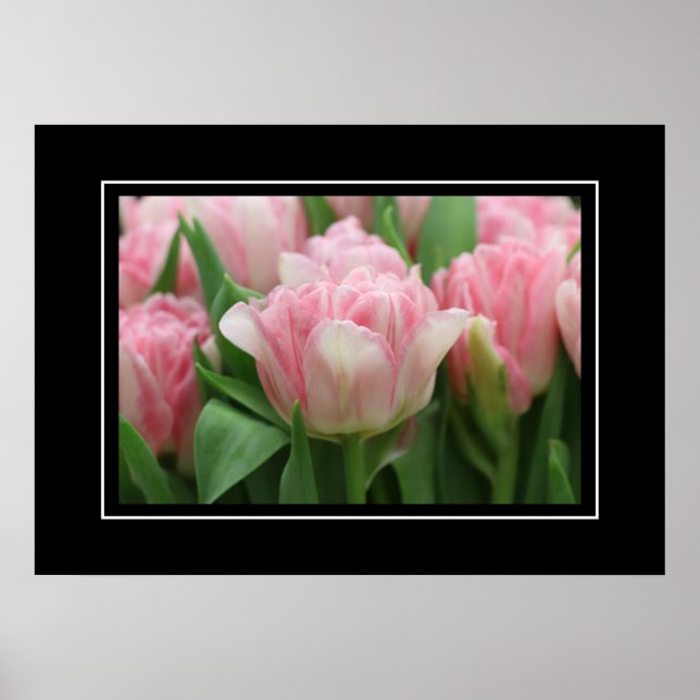 Poster Pink Tulips (Front)