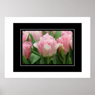 Poster Pink Tulips