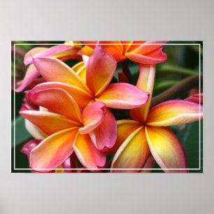 Poster-Plumeria Flowers Poster