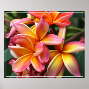 Poster-Plumeria Flowers Poster