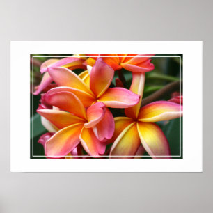 Poster-Plumeria Flowers Poster