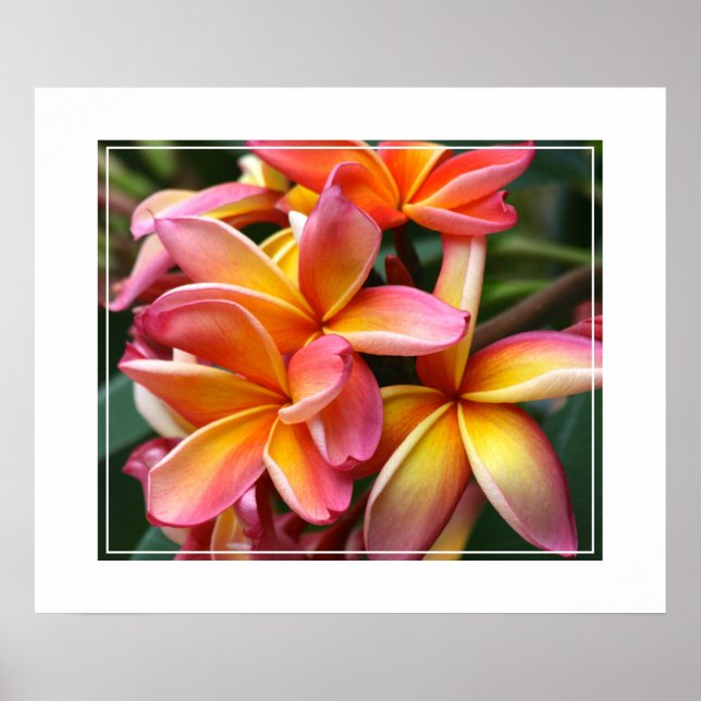Poster-Plumeria Flowers Poster (Front)