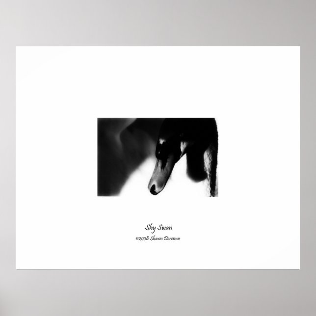 Poster, Pretty Swan, Black & White, Photography Poster (Front)