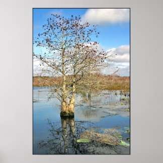 Poster Print: Two Trees as One