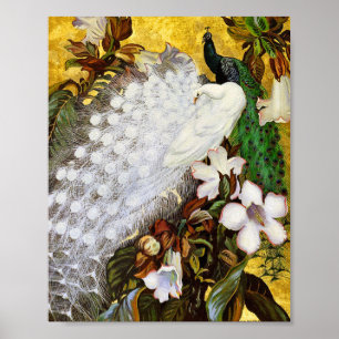 Poster Print: White and Blue Peacocks