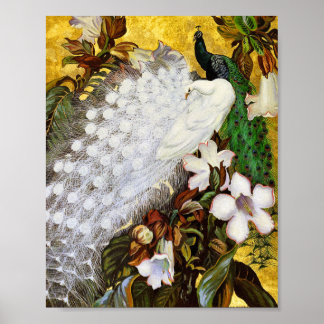 Poster Print: White and Blue Peacocks