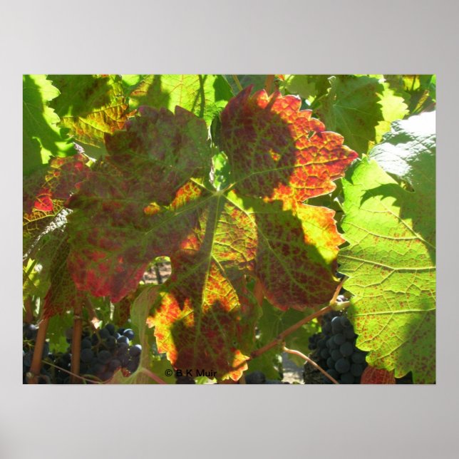 Poster - Red grape leaf on vine (Front)