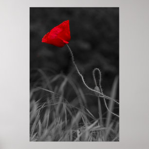 Poster Red Poppy Flower