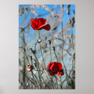 Poster Red Poppy - Skybound Bloom