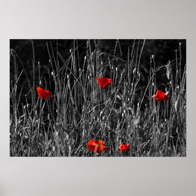 Poster - Red Solitude Poppies (Front)