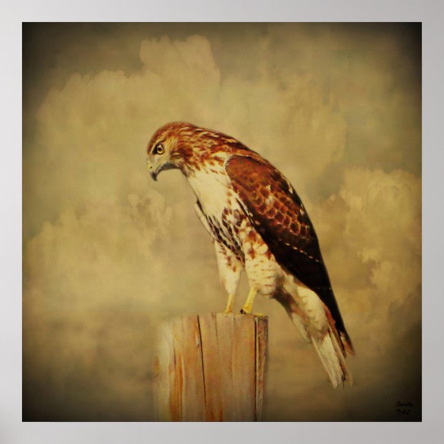 Poster-Red Tailed Hawk Poster (Front)