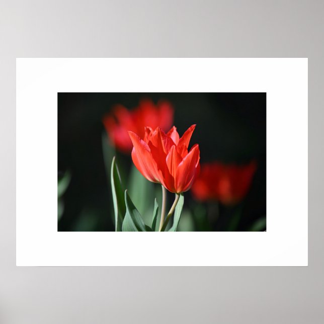 Poster Red Tulips (Front)