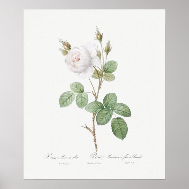 POSTER : REDOUTÉ : WHITE MOSS ROSE (Front)